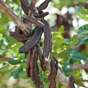 locust-bean-gum