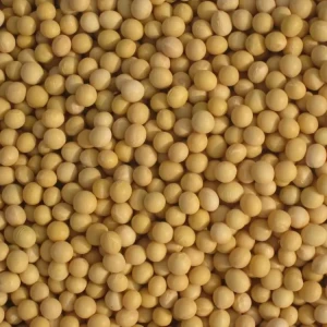 soyabean